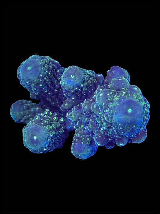 Green Acropora Humilis.